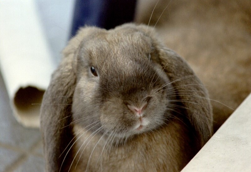 ../Images/1 Snoopy.jpg